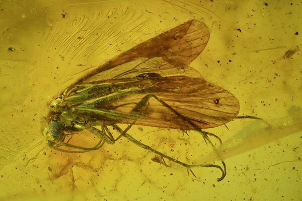 A 44 million year old Caddisfly in amber is an example of the detail petrification can preserve.
